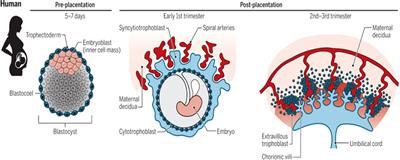 The effect of endocrine-disrupting chemicals on placental development